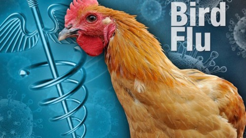 Bird-Flu.jpg