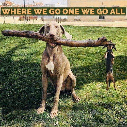 WWG1WGA_Dogs_Big_Small.jpg