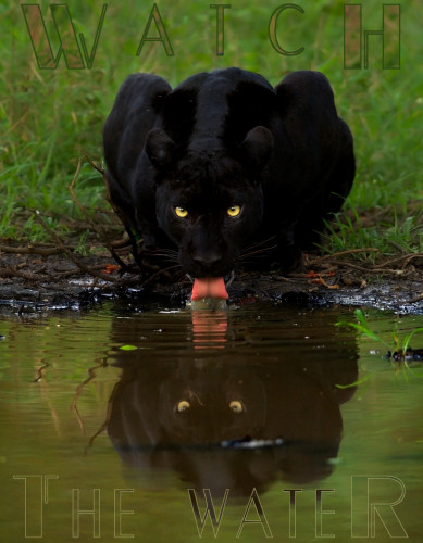 Watch_The_Water_Bagheera.jpg