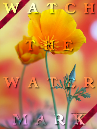 Watch_The_Watermark.jpg