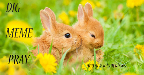 Dig_Meme_Pray_Rabbits.jpg