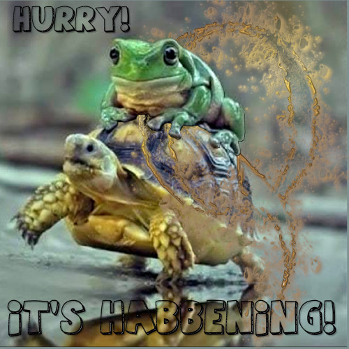 Slow_Habbenings_Q.jpg