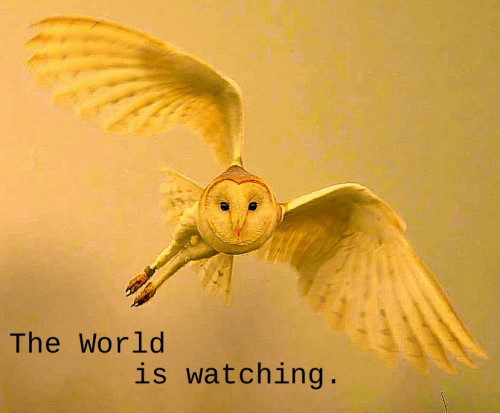 The_World_Is_Watching_Owl.jpg